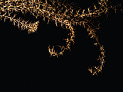 Delicate Leaves Photograph by Robert Niemeier