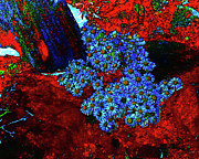 Desert daisies Digital Art by Bruce Block