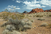 Desert Survivor Photograph by Craig A Walker