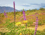 Desert Wildflowers Photograph by Rebecca Herranen