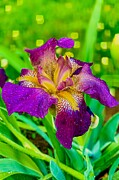 Dew-Kissed Elegance A Vibrant Purple Iris in Sharp Focus Photograph by Travel Essayist