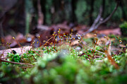 Dewdrop Delicacy A Close Up in the Forest Photograph by Travel Essayist
