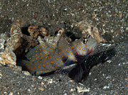 Orange Spotted Goby Photograph by Brian Weber