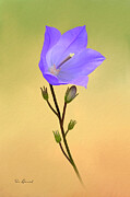 Digitally painted Campanula Photograph by Sue Leonard