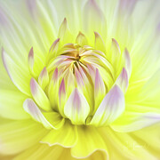Digitally Painted Dahlia Photograph by Sue Leonard