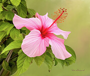 Digitally painted Hibiscus flower. Photograph by Sue Leonard