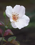 Digitally painted wild Rose Photograph by Sue Leonard