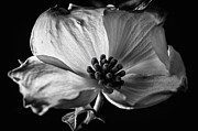 Dogwood Closeup Photograph by Steven Nelson