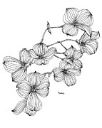 Dogwood I Drawing by Catherine Bede