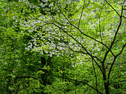 Dogwood in the Michigan Northwoods Forest Photograph by Mary Lee Dereske