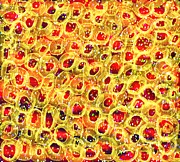 Donut Cherries Sprinkled with Delight Digital Art by Susan Fielder