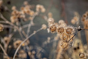Burdock Down by the Pond Photograph by Linda Triplett