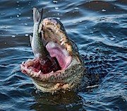 Down the Hatch Photograph by Marshall Hurley