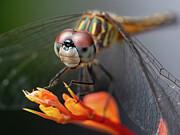 Dragonfly ready to spring into action Photograph by Brian Weber