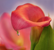 Red Calla Water Drop Photograph by Mary Jo Allen
