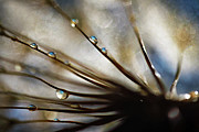 Droplets Photograph by Ursula Abresch