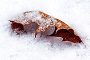 Dry Oak Leaf on Fresh Snow Photograph by Tatiana Travelways