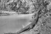 Duff Park Forest Canopy Black And White Photograph by Adam Jewell