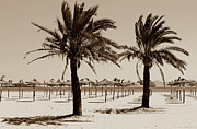 Beach in Mallorca in sepia color Photograph by Severija Kirilovaite