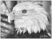 Eagle Photograph by David McKinney