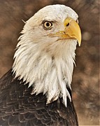 Eagle Photograph by John Linnemeyer