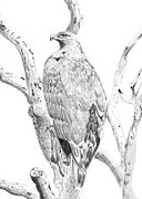 Eagle Drawing by Michel Cruz-Garcia
