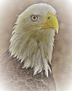 Eagle2 Photograph by John Linnemeyer