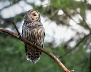 Early Riser Photograph by James Overesch