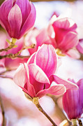 Early Spring Magnolias 3 Photograph by Joni Eskridge
