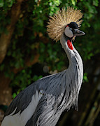 East Africian Crowned Crane Balearica Regulorum Photograph by Abigail Diane Photography