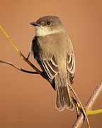 Eastern Phoebe #5031 Photograph by Dan Beauvais