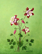 Eastern Red Columbine Painting by Sarah Irland