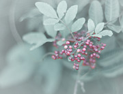 Easy Berries Photograph by Gian Smith