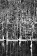 Echos of the Cypress Photograph by Dodie Ross
