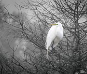 Egret in the Fog Photograph by Marshall Hurley