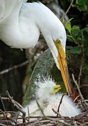 Egret Mom Photograph by Marshall Hurley