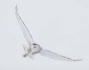 Elegance Photograph by James Overesch