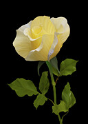 Elegant Yellow Rose on Dark Background Photograph by Sue Leonard