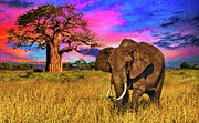 Elephant and baobab tree in the sunset light - digital painting Digital Art by Nicko Prints