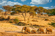 Elephant Family Photograph by Bruce Block