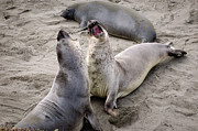 Elephant Seals Highway 1 California Coast Photograph by Mary Lee Dereske