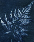 Ethereal Fern Silhouette Photograph by Elizabeth Reich