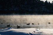 Evergreen Lake, Colorado - Cold and Misty Photograph by Robert Niemeier