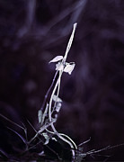 Excalibur Photograph by Gian Smith