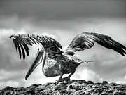 Expecting to Fly Photograph by Joe Schofield