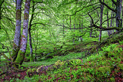 Exploring the lush greenery of Roncesvalles, Spain, along the Ca Photograph by Steven Dos Remedios