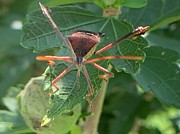 Face me Photograph by Catherine Wilson