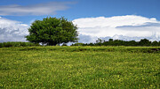 Fairy Tree Photograph by Steven Nelson