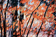 Fall Branches 4 Photograph by Ursula Abresch