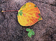 Fall Colors on Rock Photograph by Bob Falcone